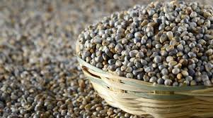 Bajra Seeds